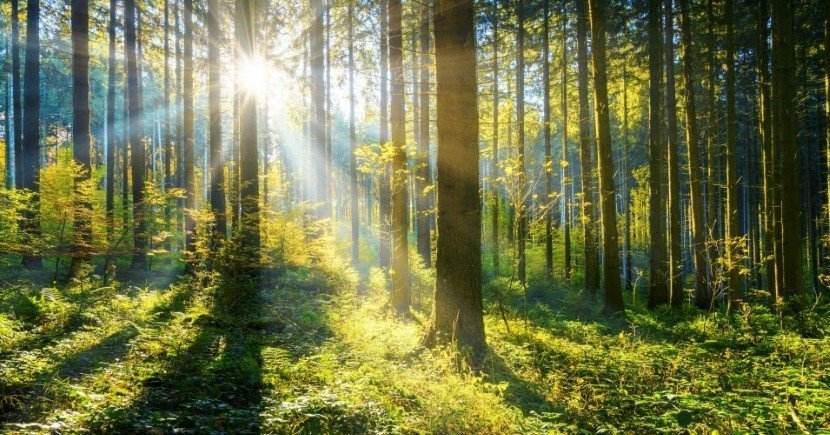 Trees are the only viable solution to climate change