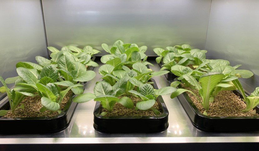 LG indoor gardening appliance