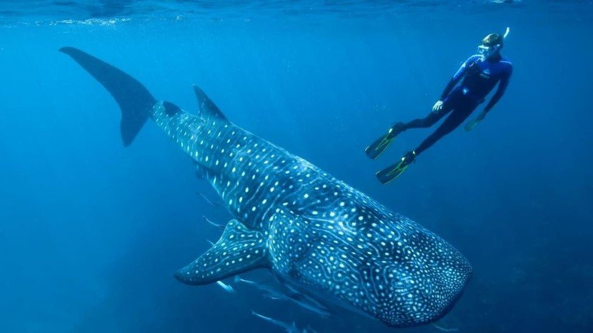 Carbon residues now being used to estimate the timeline of whale sharks