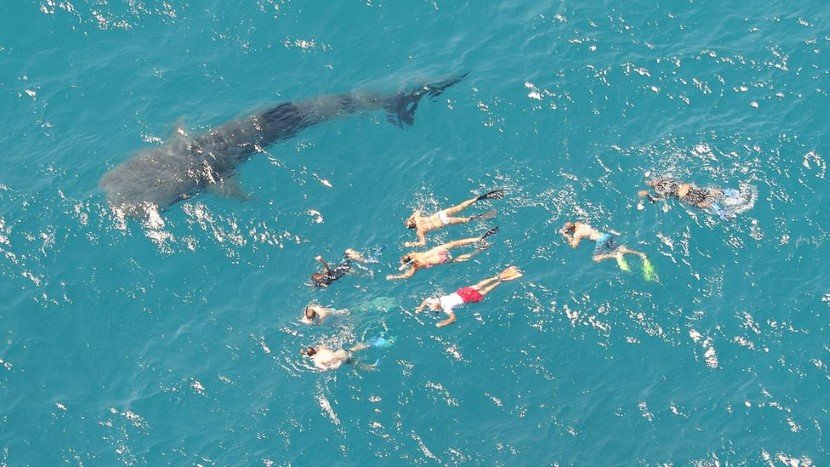 Carbon residues now being used to estimate the timeline of whale sharks