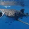Carbon residues now being used to estimate the timeline of whale sharks