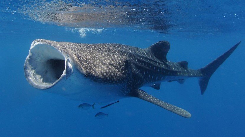 Carbon residues now being used to estimate the timeline of whale sharks