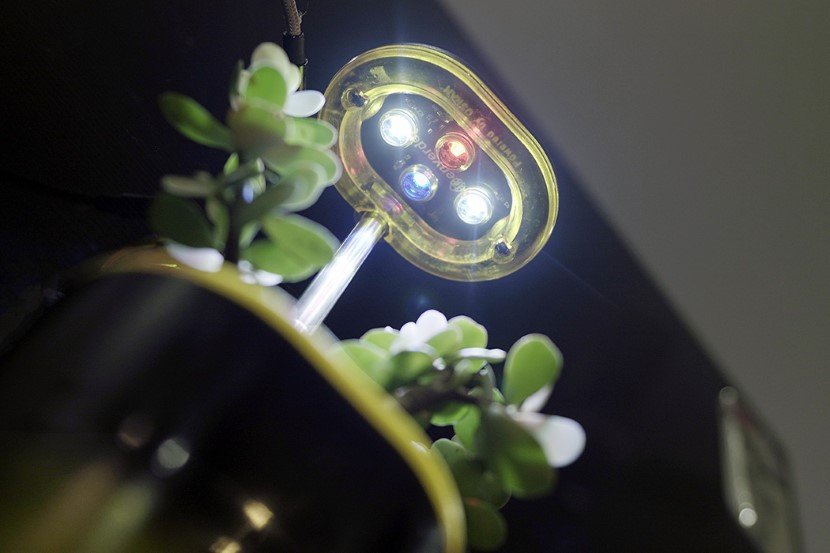 Self Watering Planter Pico