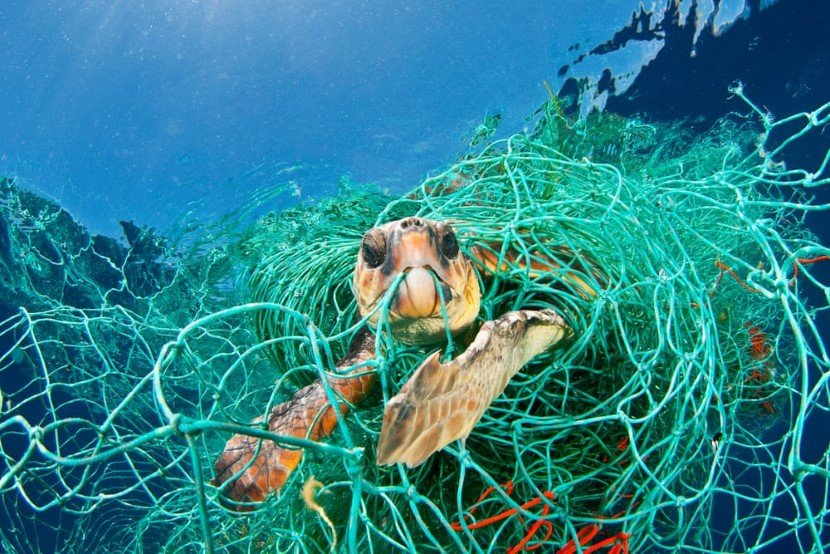 Plastic eating bacteria