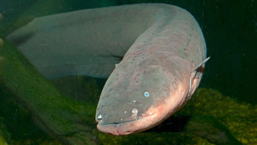 Electric Eel