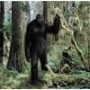 Bigfoot Sightings - cover