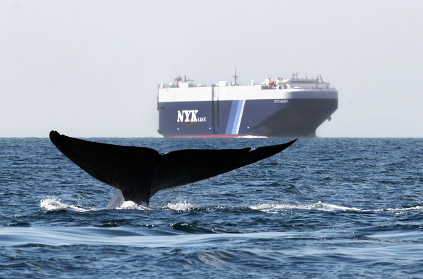 Whales and Cargo Ships